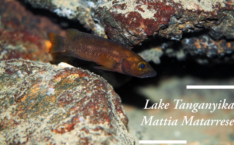 Neolamprologus sp. 'benthosplendens' Kekese